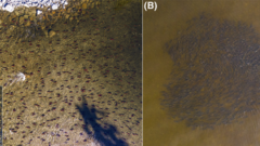 Imagery obtained via drone of fish schooling