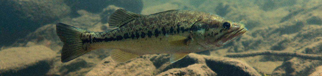 Largemouth Bass, Micropterus salmoides slide